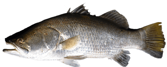 Trout Fish in English