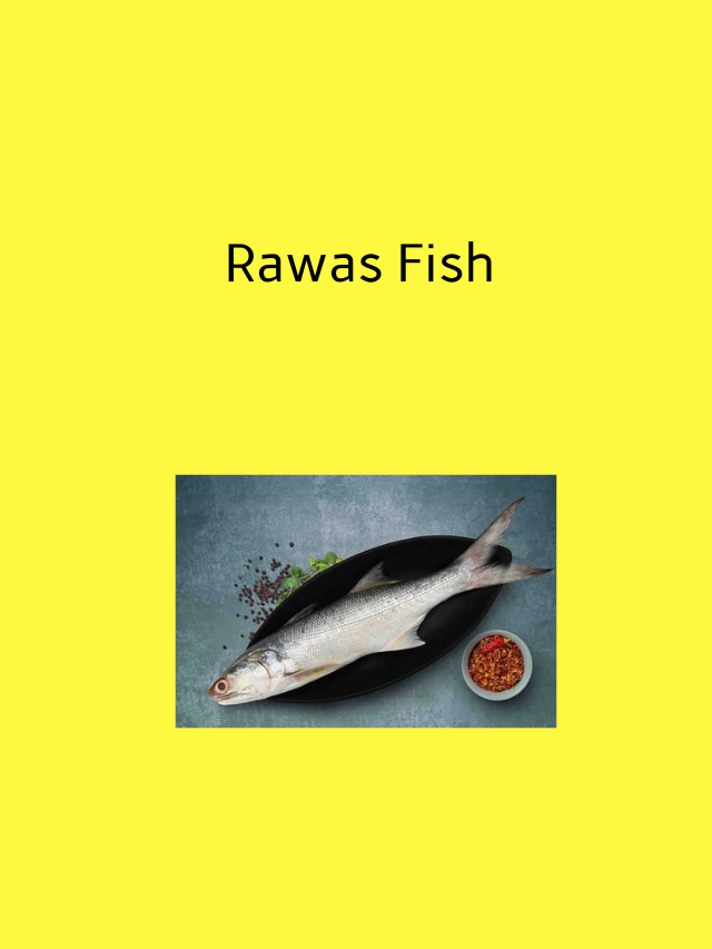 Rawas Fish